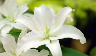 家里养什么植物风水好3