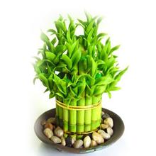 家里养什么植物风水好1