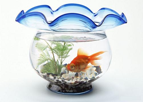 鱼缸摆放风水