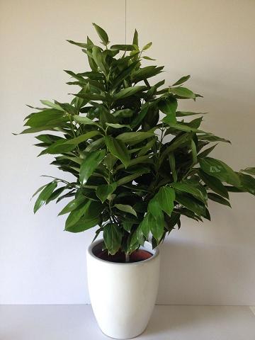 平安树的风水作用