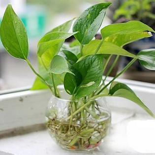  水生植物摆玄关最招财