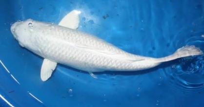 风水鱼