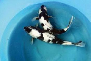 风水鱼