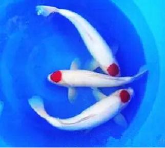 风水鱼