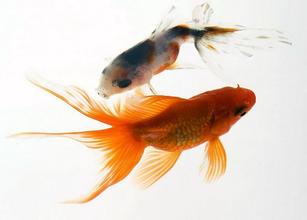 风水开运物品都有哪些