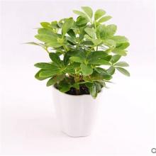 十二生肖养什么植物最旺自己的财运10