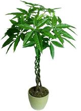 十二生肖养什么植物最旺自己的财运2