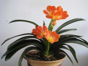 十二生肖养什么植物最旺自己的财运5