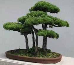 十二生肖养什么植物最旺自己的财运4