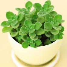 十二生肖养什么植物最旺自己的财运1