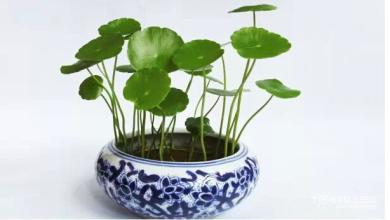 十二生肖养什么植物最旺自己的财运7