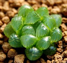 十二生肖养什么植物最旺自己的财运3