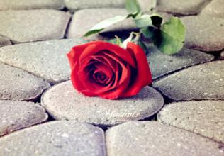 下半年桃花运最旺的生肖