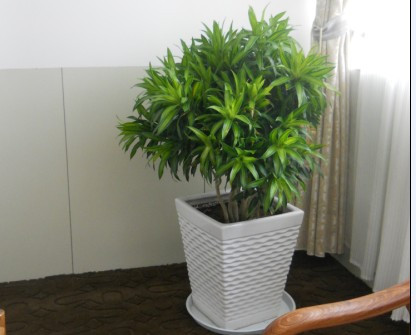 十二生肖养什么植物最旺财