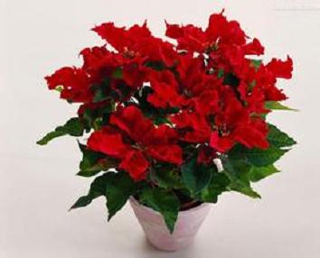 属狗人适合养的花