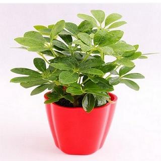 七叶莲的风水作用