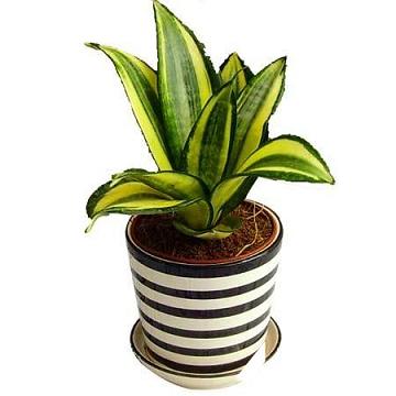 虎皮兰的风水作用