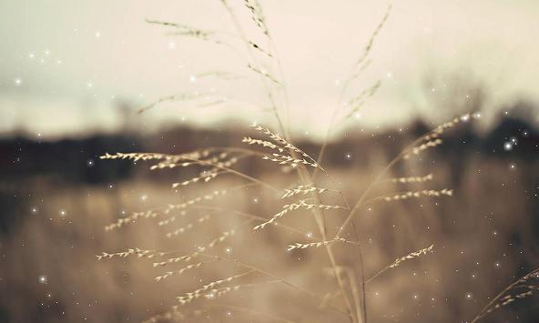 属兔人有什么魅力