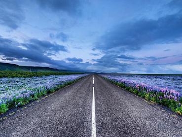 属狗人有什么魅力