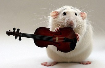 属鼠什么时辰出生最好