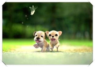 2016属狗人的财运