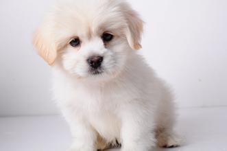 十二生肖狗的象征意义