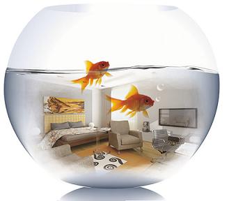 属兔人适合养几条鱼