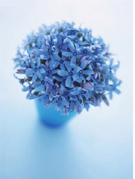 十二生肖代表的花