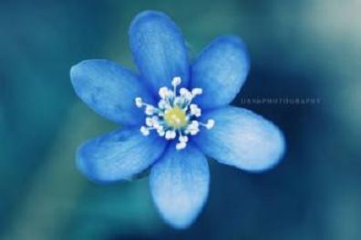 属狗人2017年幸运色