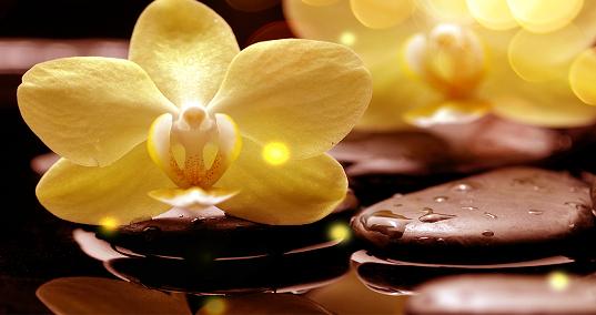 属羊人2017年幸运色