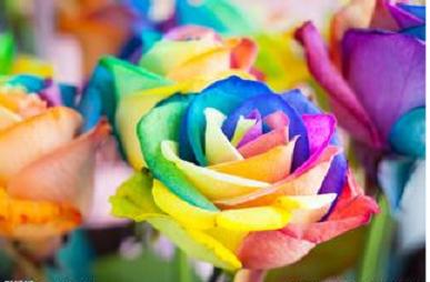 属马人2017年幸运色