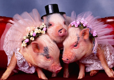 属猪人最留恋校园什么