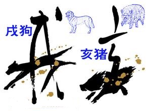 属猪的和什么属相三合