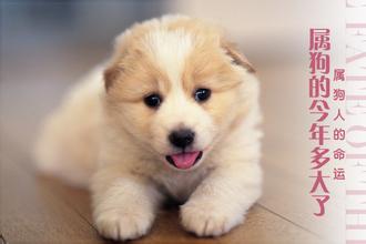 属狗的今年多大