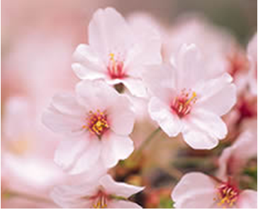 从八字看桃花运