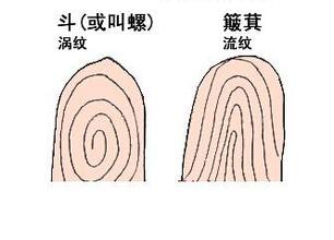 指纹有几个斗是富贵命