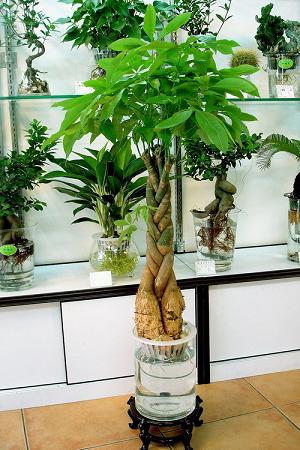 发财树的风水作用