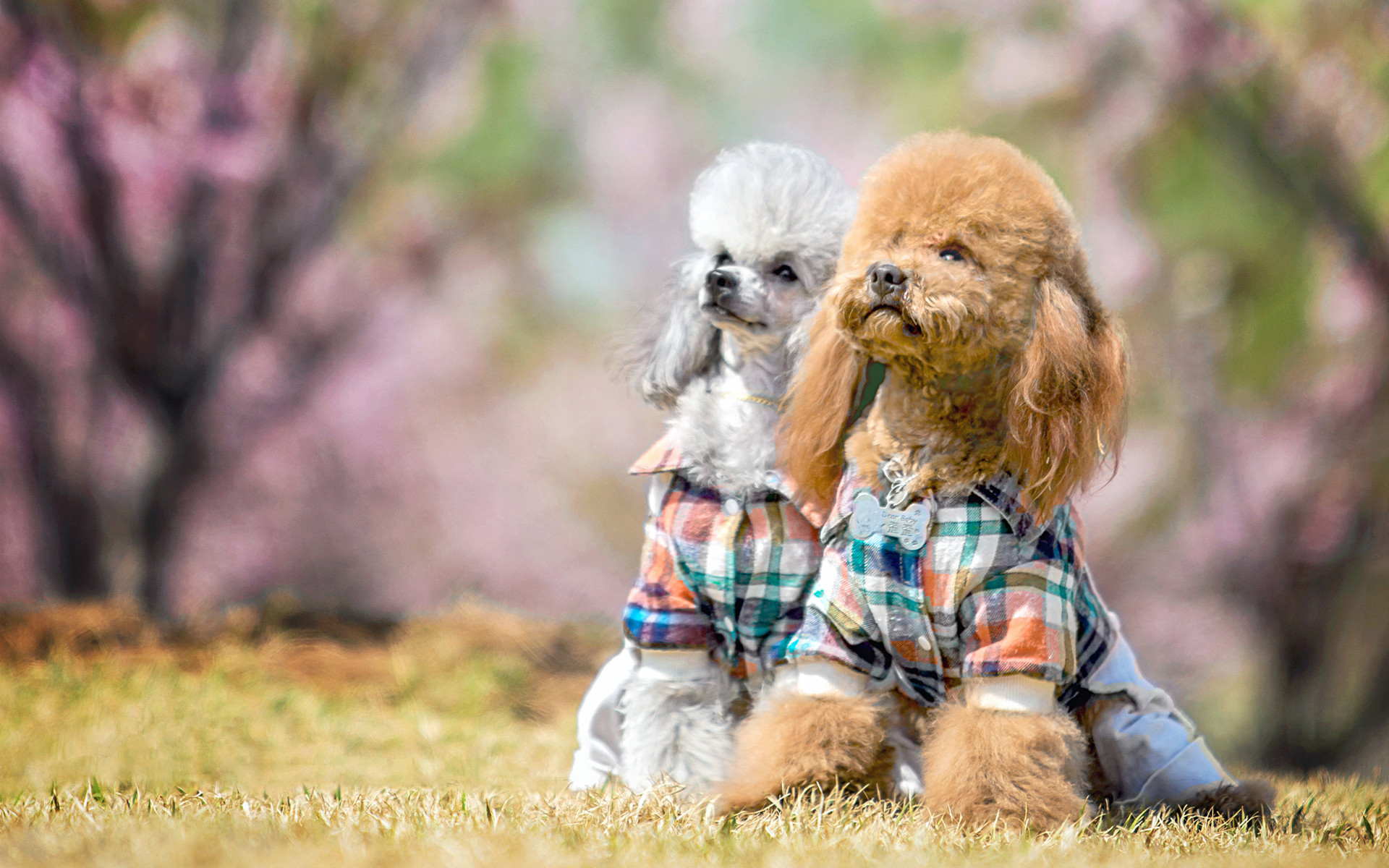 射手座分手之后的表现