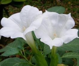 十二星座代表的花8