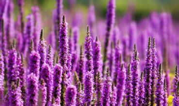 十二星座代表的花9