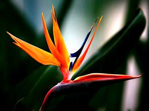 十二星座代表的花3