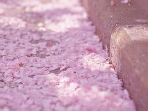 十二星座代表的花6