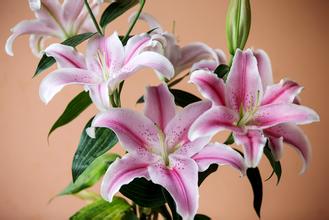 u=十二星座代表的花2