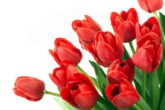 十二星座代表的花7